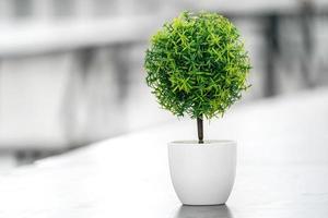 Little tiny tree in the coffee cup with blur background. photo