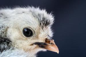 Close up macro photography baby white Appenzeller chick on dark blue background. photo