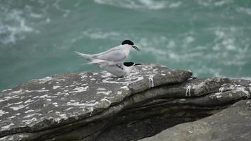 oiseau sterne arctique s'accouplant à punakaiki video