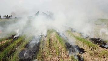 fuego abierto por un agricultor en un campo de arroz en Malasia. video