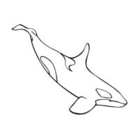 Killer whale. Hand drawn illustration converted to vector. vector
