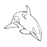 Killer whale. Hand drawn illustration converted to vector. vector