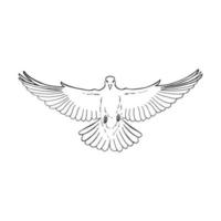 Hand drawn dove outline. Line art style isolated on white background. vector