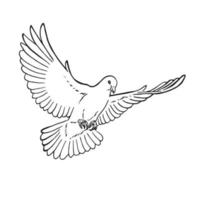 Hand drawn dove outline. Line art style isolated on white background. vector