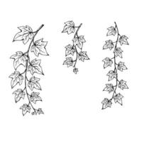 Set of ivy leaves. Hand drawn illustration converted to vector. vector