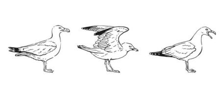 Set of hand drawn seagulls outline. Line art style isolated on white background. vector