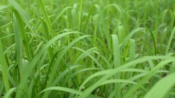 cierra la hierba verde meciéndose por el viento en el campo. video