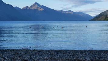 Mallard ducks and seagulls swim in the morning video