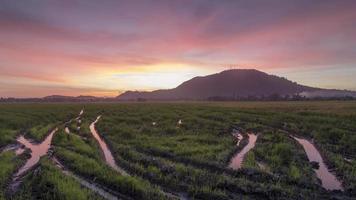 nascer do sol bukit mertajam arrozal após a colheita.