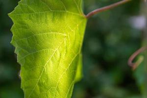 Close up detail of a fresh green leaf photo