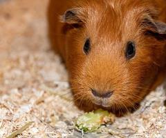 Closeup shot of a brown guinea pig