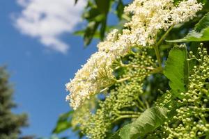 Close up side view of blooming white hydrangeas photo