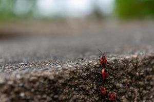 Fire bugs on a stone wall photo