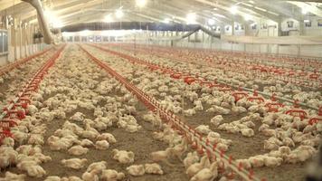 pollos de engorde en la granja de pollos. crecimiento y nutrición de pollitos. vista general de los pollos de engorde. video
