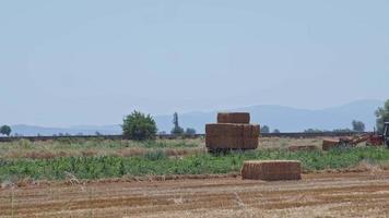 landwirte, die in der sommersaison stroh von ernten ernten video