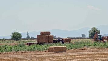 Farmers Harvesting Straw Of Crops In Summer Season