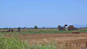 Farmers Harvesting Straw Of Crops In Summer Season