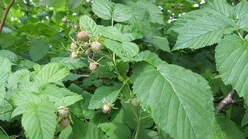 unripe raspberries grow on a bush in the garden. berry ripening. gardening video