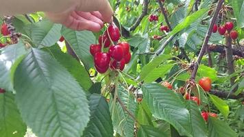 la mano escoge una cereza. cosecha. bayas maduras en un árbol en el jardín video