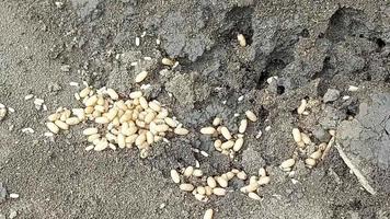 ants drag pupae, larvae and eggs in an anthill. insect life video