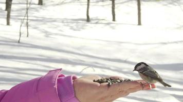 Titmouse bird in women's hand eat seeds, winter, slow motion video