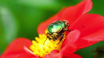 cetonia aurata även känd som rosenskav på den röda dahliablomman, makro video