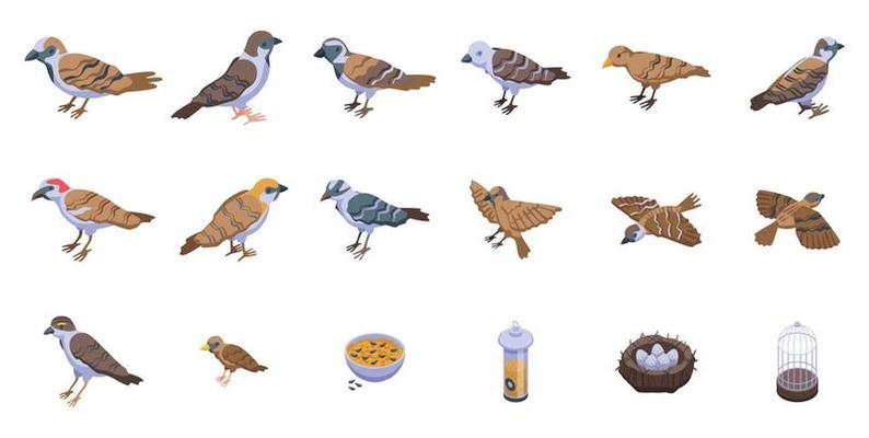 Sparrow icons set isometric vector. Fly bird