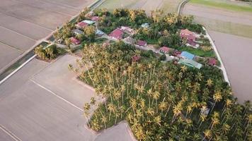 piantagione di cocco aerea accanto a Malays Kampung, Penang, Malaysia. video
