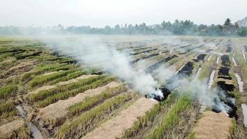 la quema al aire libre en el campo de arroz contamina el medio ambiente. video