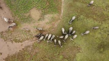 Eine Luftgruppe von Büffeln geht auf grünem Ackerland spazieren. video