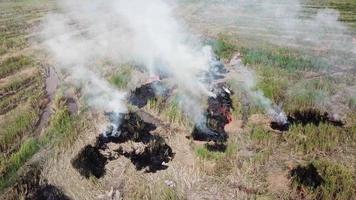 fermez le feu brûlez les déchets de la rizière après la récolte. video