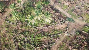 vue aérienne défrichement plantation de palmiers à huile par excavatrice en malaisie. video