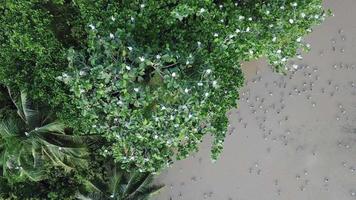 cigogne à bec ouvert asiatique aérienne à l'arbre en malaisie, asie du sud-est. video