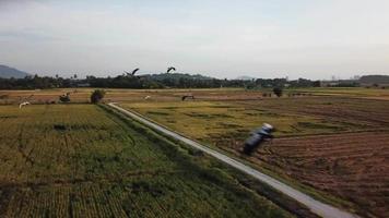 Aerial flock of Asian Openbill Anastomus oscitans and white egret Ardea alba video