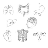 conjunto interno humano aislado dibujado a mano. colección de órganos de línea: corazón, hígado, estómago, pulmones, riñones, cerebro, intestino, ovarios. vector