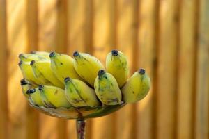 Banana comb which topical Asia Thailand fruit in yellow colour is ready to eat. It lay on the stainless plate in outdoor field with vertical wood blur background. photo