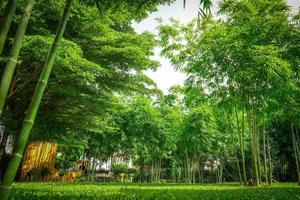 a lot of bamboo tree in the private graden with a little wooden cottage beside. photo