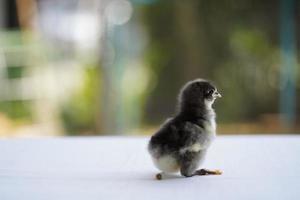 Black Baby Australorp Chick poo shit on white cloth cover the table with bokeh and blur garden at an outdoor field photo