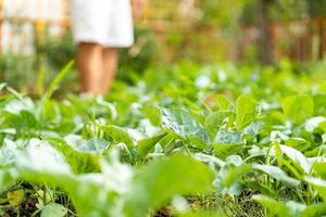 close up Chinese kale in the green garden at noon photo