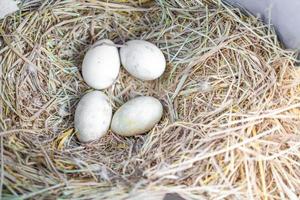 cuatro huevos blancos en el nido en lugar real. foto