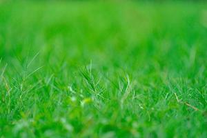 close up grass field in the garden with blur background. photo