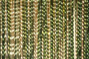 Bamboo background and backdrop battens are arranged to the wall partition and fence in the morning with sunlight. photo