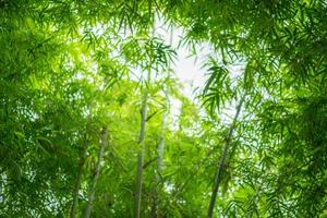 muchas ramas y hojas de árboles de bambú se enfocaron y desenfocaron con un hermoso bokeh para cualquier fondo verde natural. foto