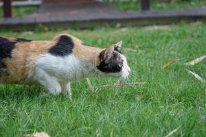 Female three colour orange, white, black on its wool is stare and stand on the grass feild. photo