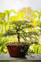 árbol bonzai en la mesa de madera en el jardín. foto