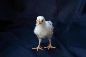 two baby Hamburg Chicken are standing on dark cloth background. photo