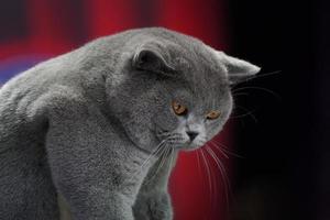 el gato gordo thai korat con el pelaje gris oscuro con los ojos amarillos en fondo rojo. foto