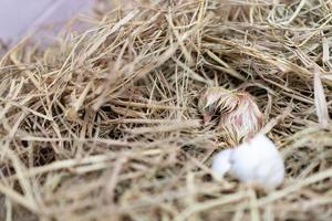 el pollito Leghorn recién nacido nació de un huevo en el nido. foto