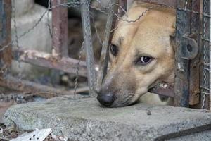 perro tailandés marrón triste que muestra el infeliz de su ojo. Está en la jaula vieja. foto