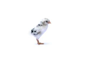 The baby Hamburg Chick is recognised in Germany and Holland. It's isolated standing on white cloth background. photo